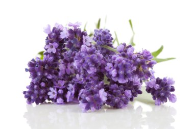 Closeup of lavender clipart