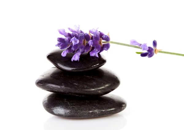 Piedras negras apiladas y flor de lavanda —  Fotos de Stock