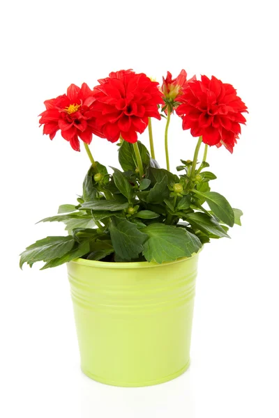 Flor vermelha de Dahlia no potenciômetro verde — Fotografia de Stock