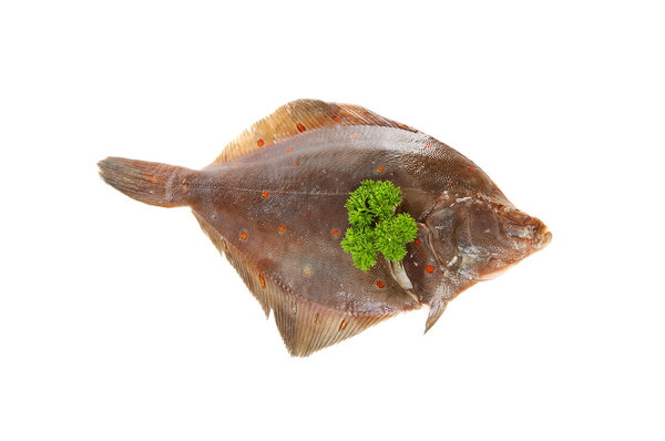 Raw plaice fish