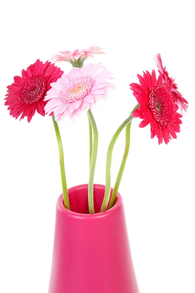 Pink Gerber flowers in vase — Stock Photo, Image