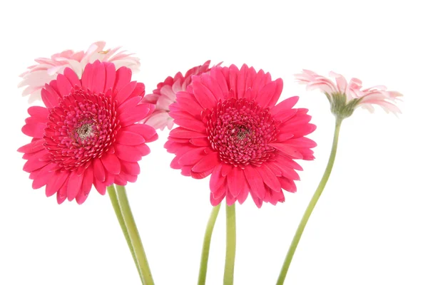 Květy růžové gerber v detailním — Stock fotografie
