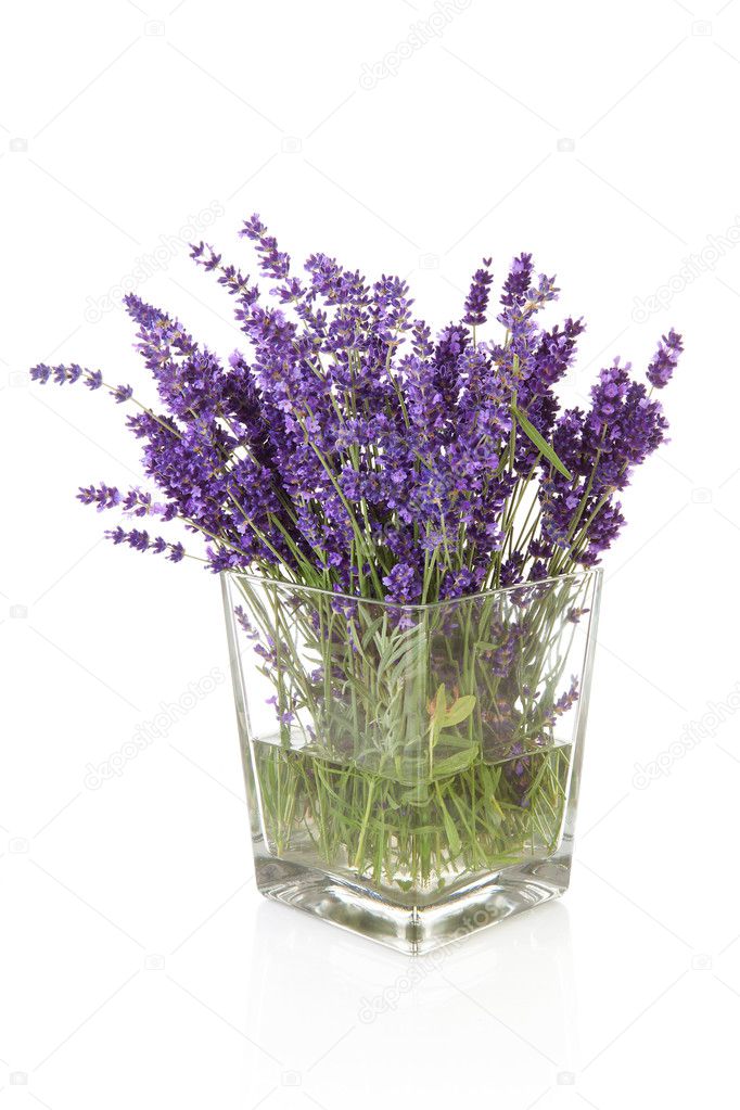 Bouquet of plukked lavender in vase
