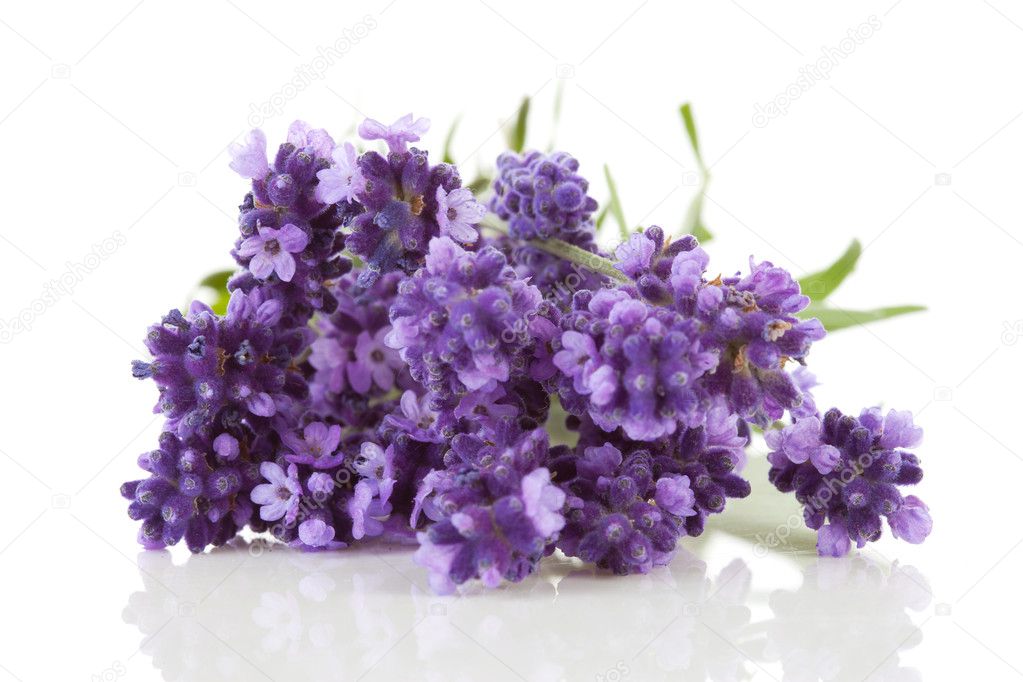Closeup of lavender