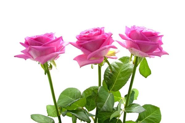 Tre rosa rosor — Stockfoto