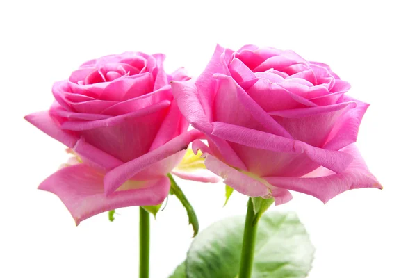 两个粉红色玫瑰 — 图库照片