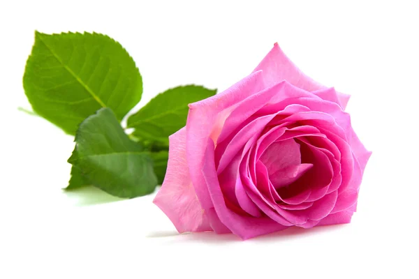1 つのピンクのバラ — ストック写真