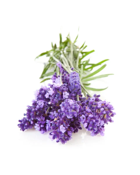 Bunch of picked lavender — Stock Photo, Image