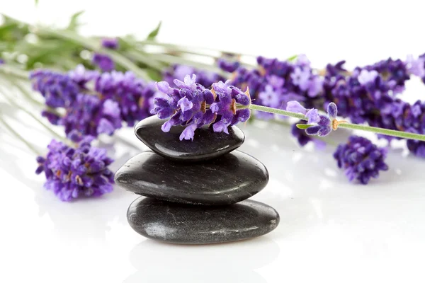 Zwarte pebbles stones en lavendel — Stockfoto