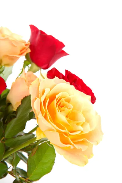 Kleurrijke rozen in close-up — Stockfoto