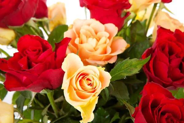 Vértes színes rózsák — Stock Fotó