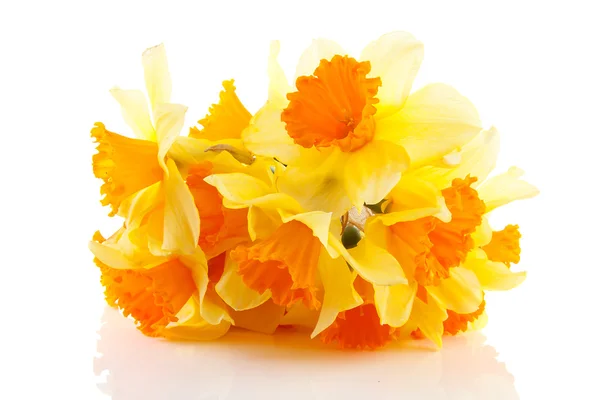Amarillo con flores de narciso naranja — Foto de Stock