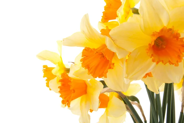 Amarillo con flores de narciso naranja —  Fotos de Stock