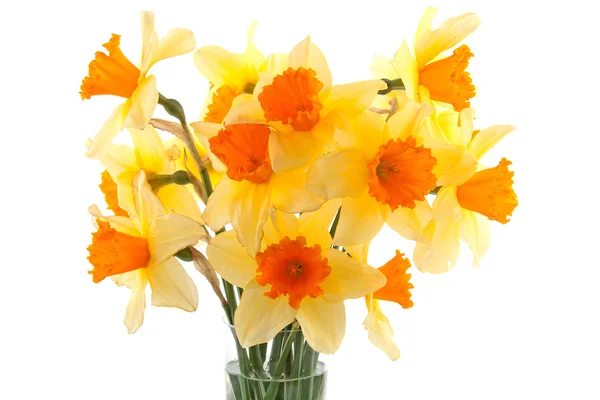 Жовтий з помаранчевими квітами нарцисів — стокове фото