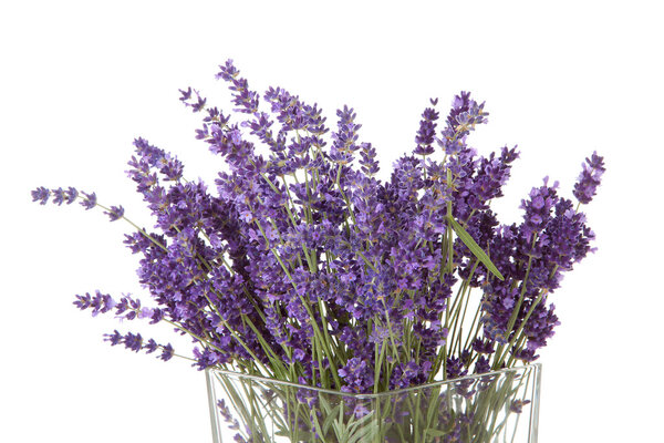 Bouquet of picked lavender