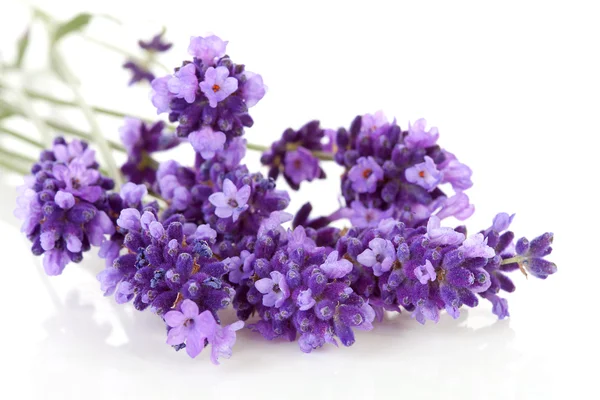 Twigs lavender in closeup — Stock Photo, Image