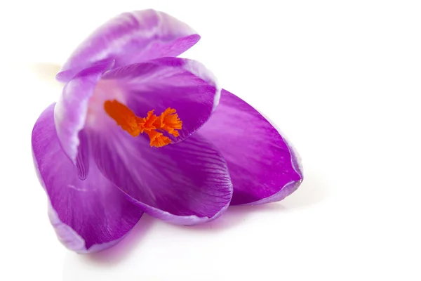 Rosa holandês primavera crocus flor — Fotografia de Stock