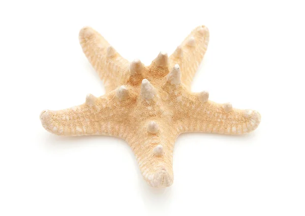 Starfish in closeup — Stockfoto