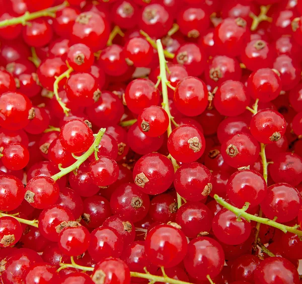 Background of red currant berries — Stock Photo, Image