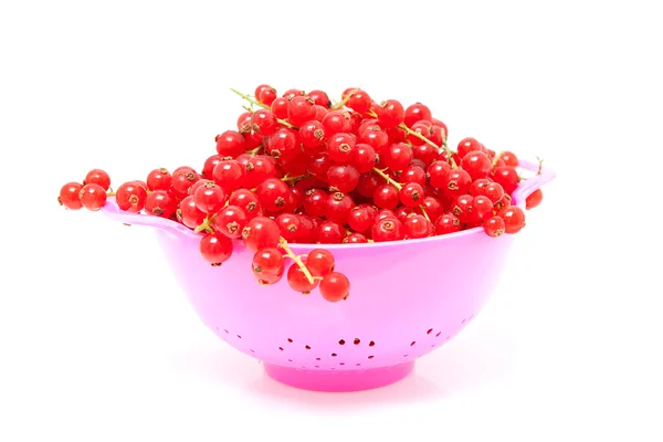 Colander with red currant berries — Stock Photo, Image