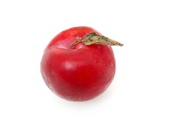 One red plum in closeup — Stock Photo, Image
