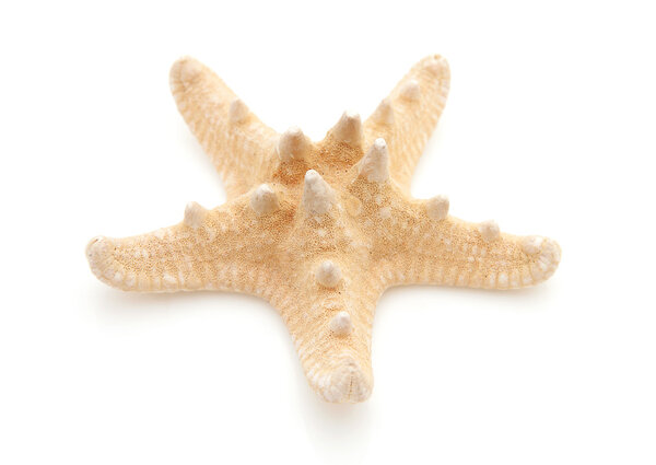 Starfish in closeup