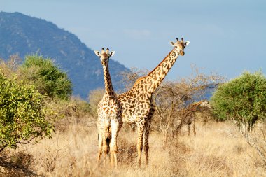 The Masai Giraffe clipart