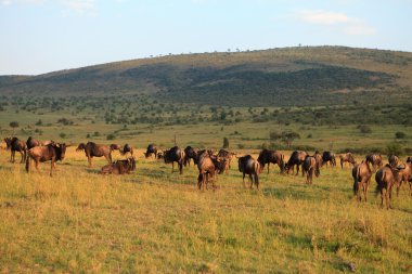 Wildebeest in evening red clipart