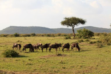 Wildebeest in Masai Mara Kenya clipart