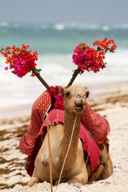 Camel on the beach clipart