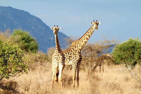 Жираф-масай — стоковое фото