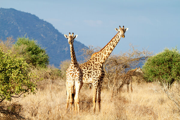 Жираф-масай
