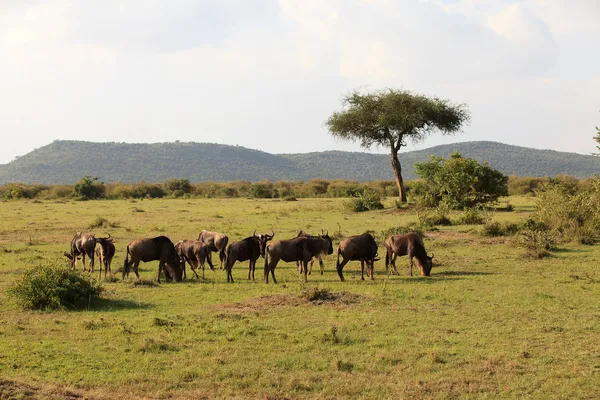 Gnuer i masai mara kenya — Stockfoto
