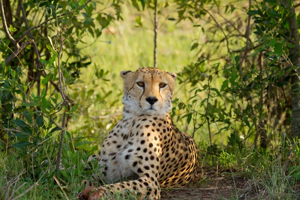 Cheetah in wild Kenya — Stock Photo, Image