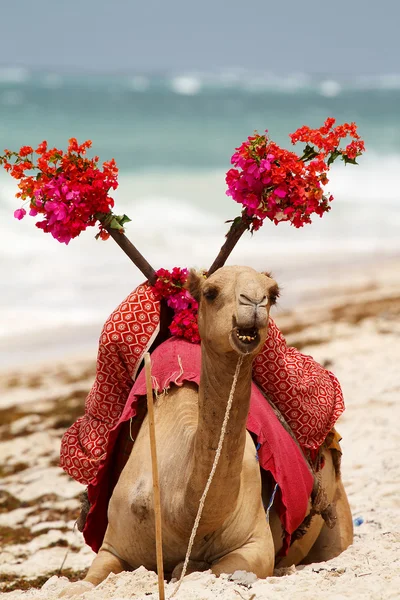 stock image Camel on the beach