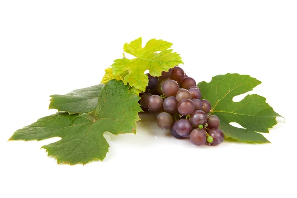 Grono winogrona granatowe z własnego ogrodu — Zdjęcie stockowe