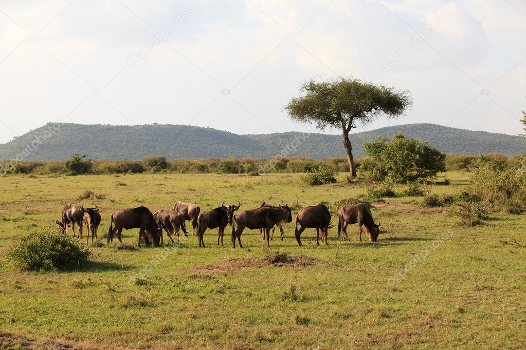 Wildebeest in Masai Mara Kenya