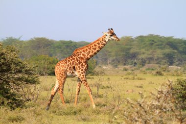 Rothschild giraffe in Kenya clipart