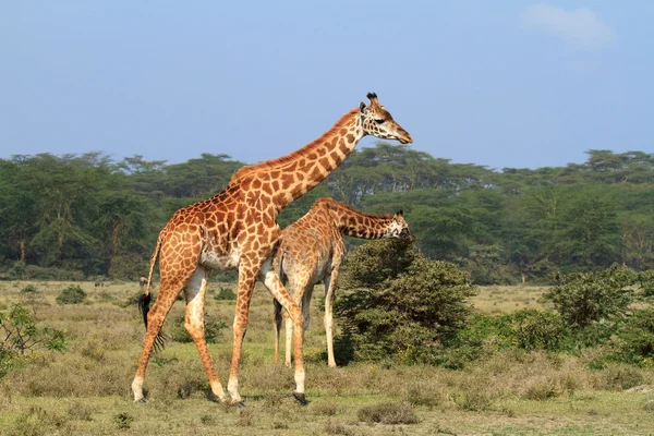 Giraffe in Kenia — Stockfoto
