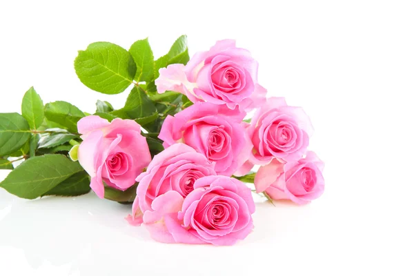 Högen av rosa rosor — Stockfoto