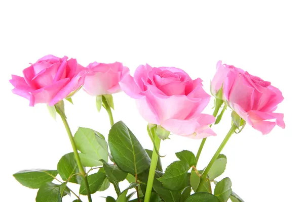 Vijf roze rozen — Stockfoto
