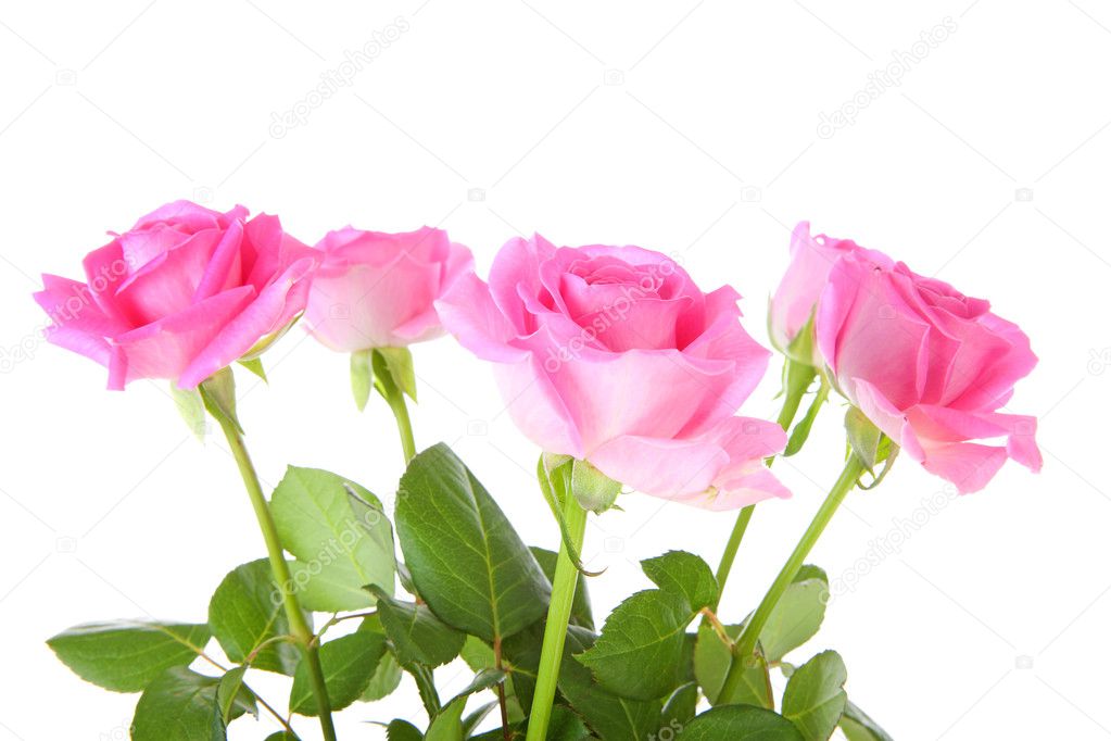 Five pink roses