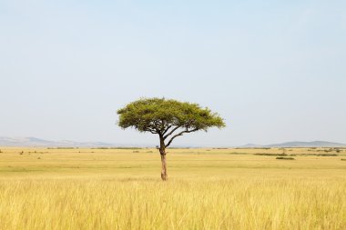 akasya ağacı Afrika
