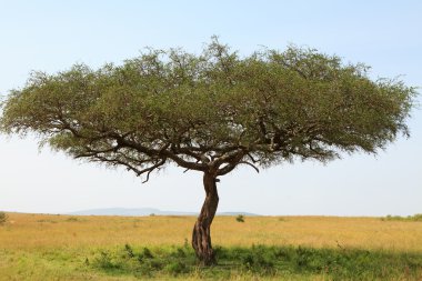 Acacia tree in Africa clipart