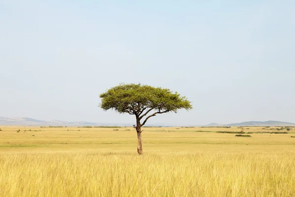Acacia träd i Afrika — Stockfoto