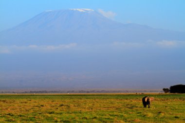 Afrika'daki kilimanjaro Dağı