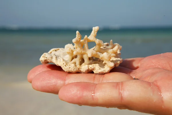 Коралл под рукой — стоковое фото