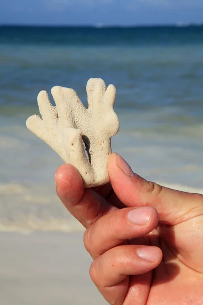 Коралові в руці — стокове фото
