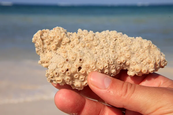 Коралл в руках — стоковое фото