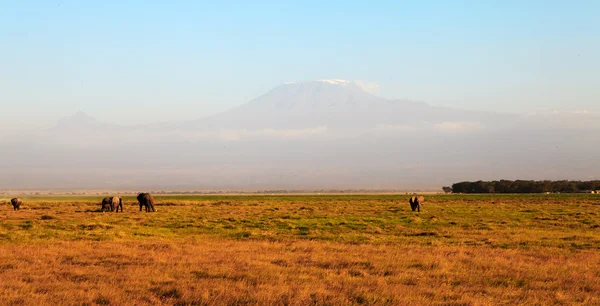 Туманная гора Килиманджаро в Африке — стоковое фото